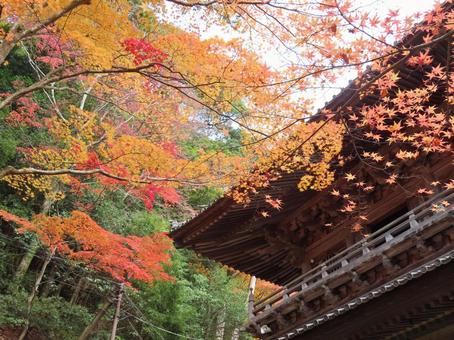 紅葉と山門 紅葉と山門,もみじ,秋の写真素材