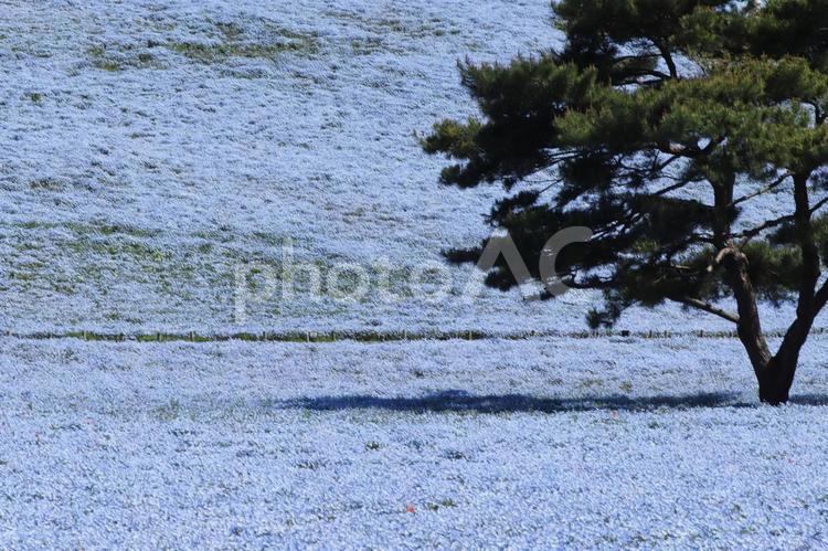 ネモフィラのイメージ ネモフィラ,春,花の写真素材