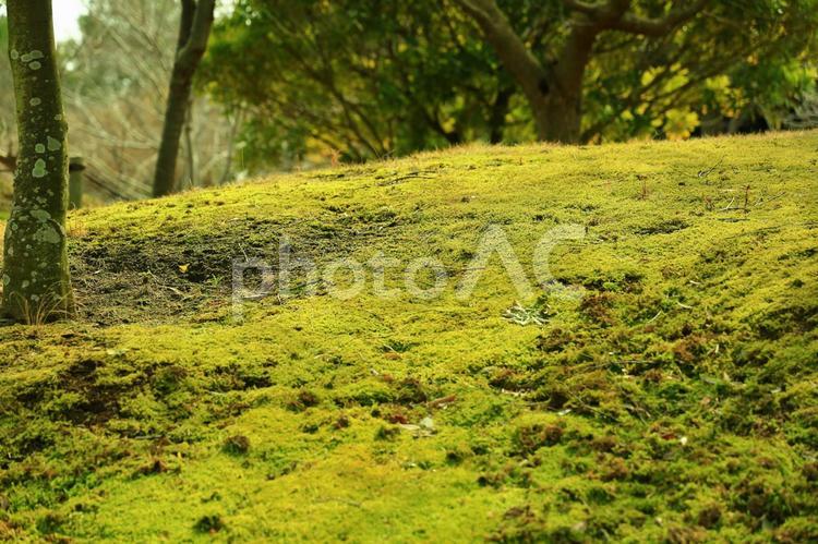 木陰の丘 背景,緑,自然の写真素材