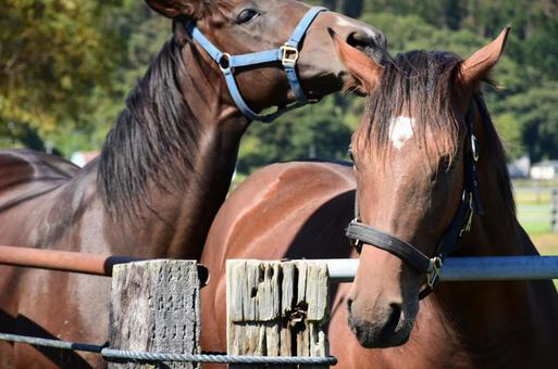 北海道 新冠の馬達 北海道 新冠の馬達の写真