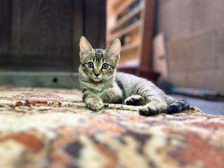 可愛いノラの子猫 可愛いノラの子猫の写真