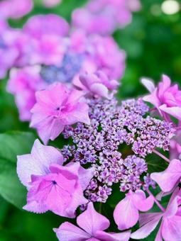 紫陽花 紫陽花の写真