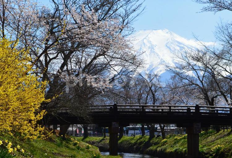 新名庄川付近の桜と富士山 桜,富士山,新名庄川の写真素材