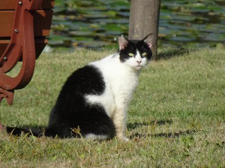 じっと見つめる猫 じっと見つめる猫の写真