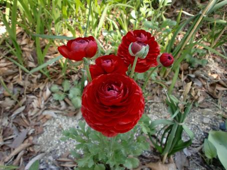 赤いラナンキュラスの写真