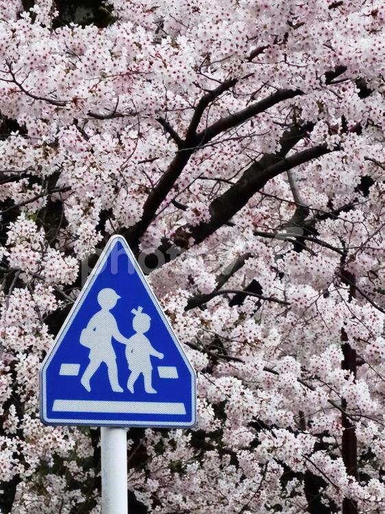 桜と横断歩道の標識 桜,桜並木,横断歩道の写真素材