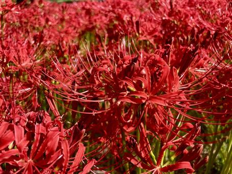 ヒガンバナ(彼岸花) ヒガンバナ(彼岸花)の写真