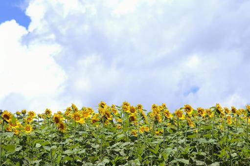ひまわり畑 ひまわり畑 ヒマワリ,ひまわり畑,夏の写真素材