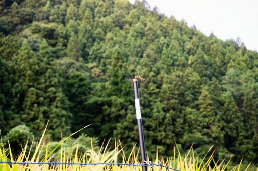 とんぼと電柵 とんぼと電柵の写真