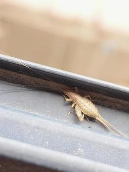 窓の隙間に現れたカネタタキ カネタタキ,昆虫,ムシの写真素材