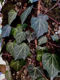 ツル 葉っぱ,植物,生き生きの写真素材