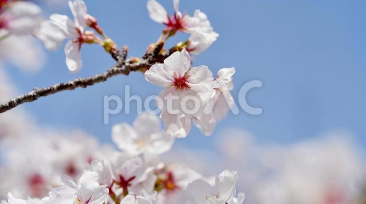 桜の風景 小城公園,佐賀,観光の写真素材