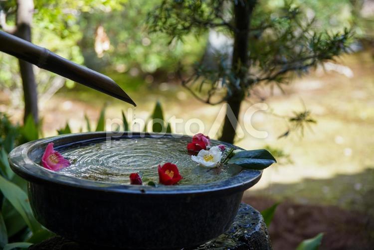 本法寺の花手水 4月,春,椿の写真素材