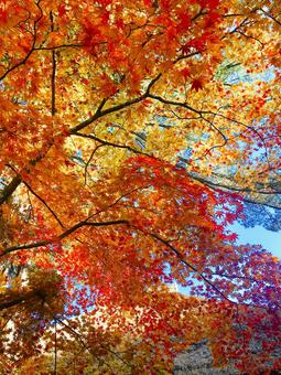 燃えるように染まるモミジの木 燃えるように染まるモミジの木 モミジ,紅葉,秋の写真素材