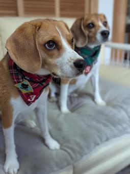 バンダナしたビーグル 2頭 子犬 成犬 バンダナしたビーグル 2頭 子犬 成犬 犬,ビーグル,ペットの写真素材