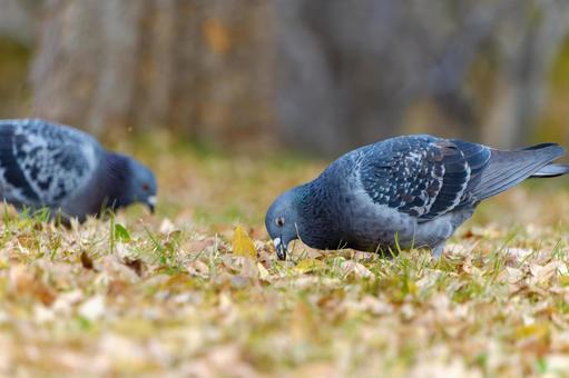 Winter pigeons pecking at dead leaves, JPG Winter pigeons pecking at dead leaves, JPG