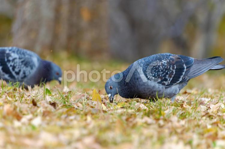 枯葉の中をついばむ冬のハト ハト,鳥,野鳥の写真素材