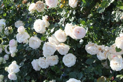 ばら286 バラ,rose,初夏の写真素材