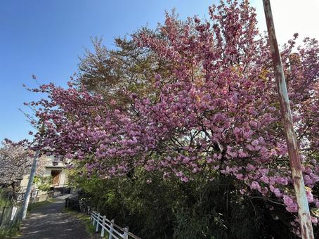 Cherry blossoms along the path, JPG