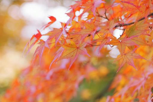 もみじ　秋のイメージ 紅葉,秋,紅葉狩りの写真素材