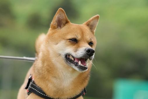 ワンコの顔(柴犬) ワンコの顔(柴犬)の写真