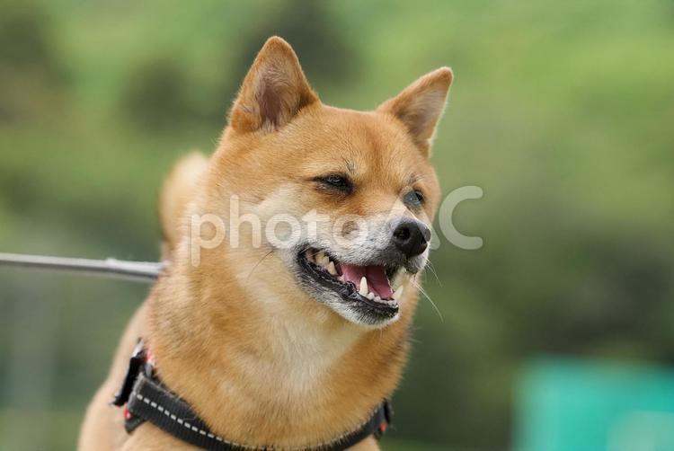 ワンコの顔（柴犬） 犬,柴犬,中型犬の写真素材