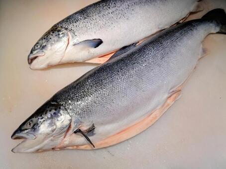アトランティックサーモン サーモン,魚,鮮魚の写真素材
