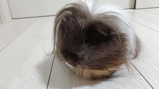 長毛種のモルモット モルモット,長毛,長毛種の写真素材