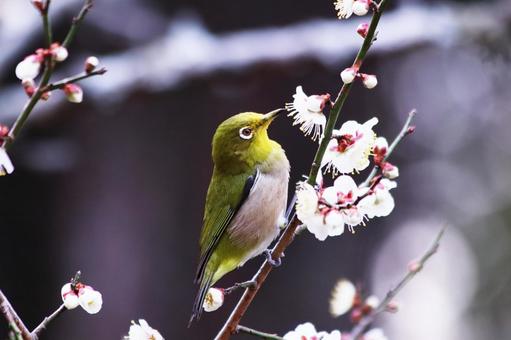 春の訪れを告げる梅の花とメジロ 鳥,メジロ,花の写真素材