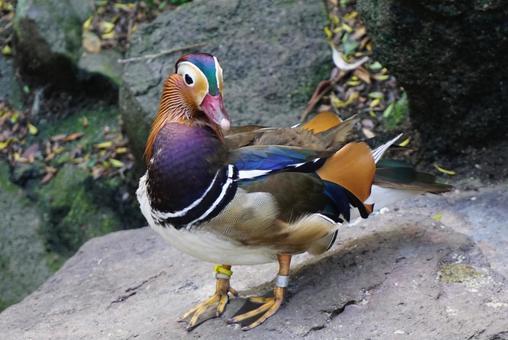 鳥3 鳥3の写真