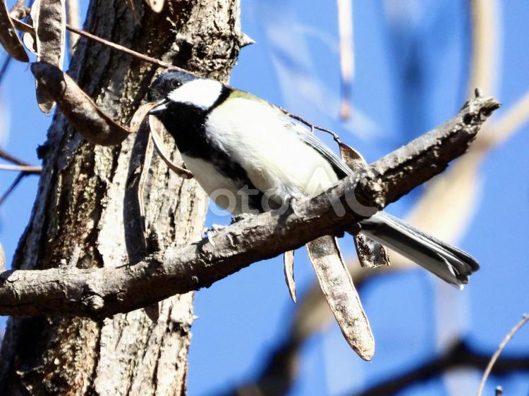 木の実を咥えるシジュウカラ 鳥,野鳥,シジュウカラの写真素材