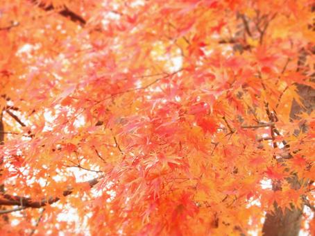 紅葉 紅葉の写真