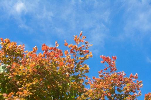 青空と紅葉-1 青空と紅葉-1の写真