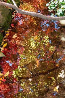 もみじ公園の秋(26) 秋,紅葉,モミジの写真素材