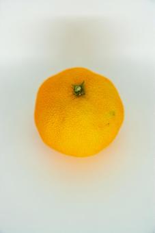 新鮮なみかん みかん,温州みかん,柑橘類の写真素材
