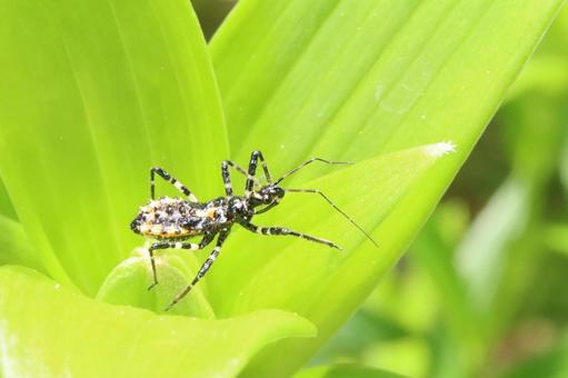 シマサシガメの幼虫 シマサシガメの幼虫 シマサシガメ,昆虫,ムシの写真素材