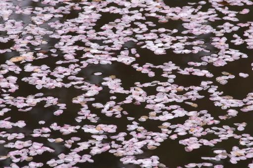 水面に浮かぶ桜の花びら 水面に浮かぶ桜の花びら 桜,花びら,浮かぶの写真素材