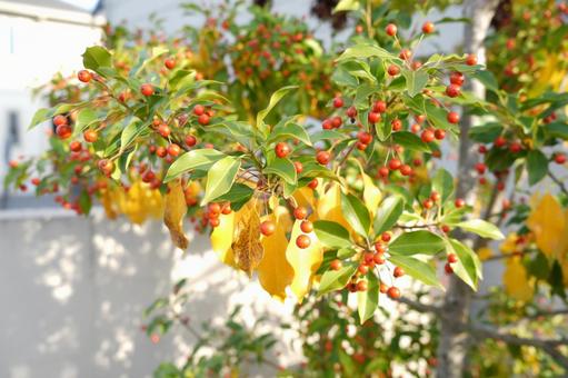 赤い木の実 景色,木の実,赤の写真素材