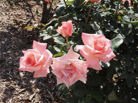 ピンクの薔薇をバラ園にて撮影しました ピンクの薔薇をバラ園にて撮影しましたの写真