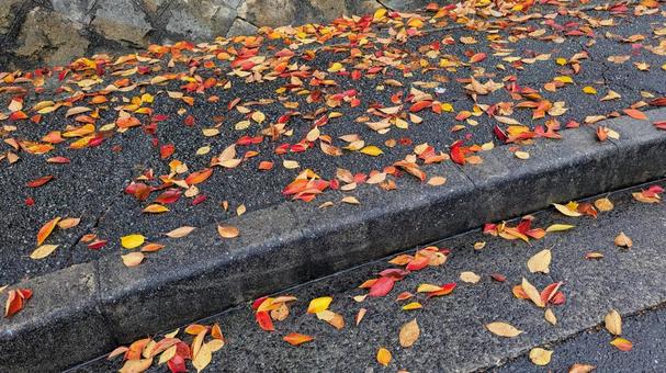 雨上がりの歩道に広がる桜の落ち葉　紅葉 落ち葉,紅葉,秋の写真素材