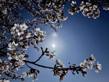 月明かりに照らされた夜桜 月明かりに照らされた夜桜 夜空,月,星の写真素材