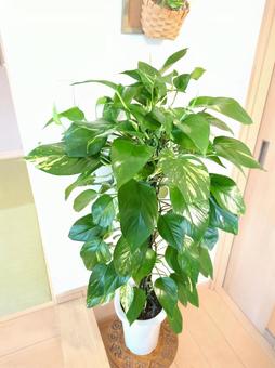 観葉植物 ポトス 鉢植え 7号鉢 観葉植物 ポトス 鉢植え 7号鉢の写真