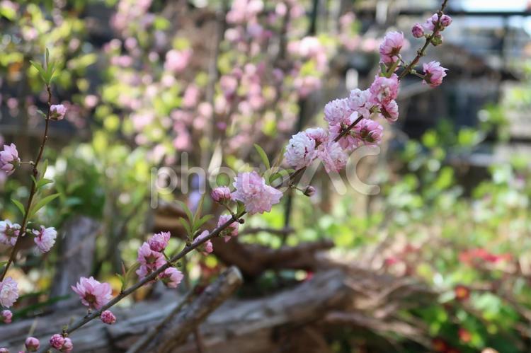 ニワザクラ八重の花をいっぱい咲かせる春 ニワザクラ,ピンク,八重の写真素材