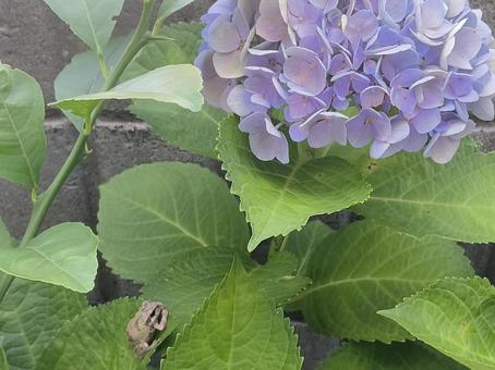 おやすみカエル カエル,蛙,アジサイの写真素材