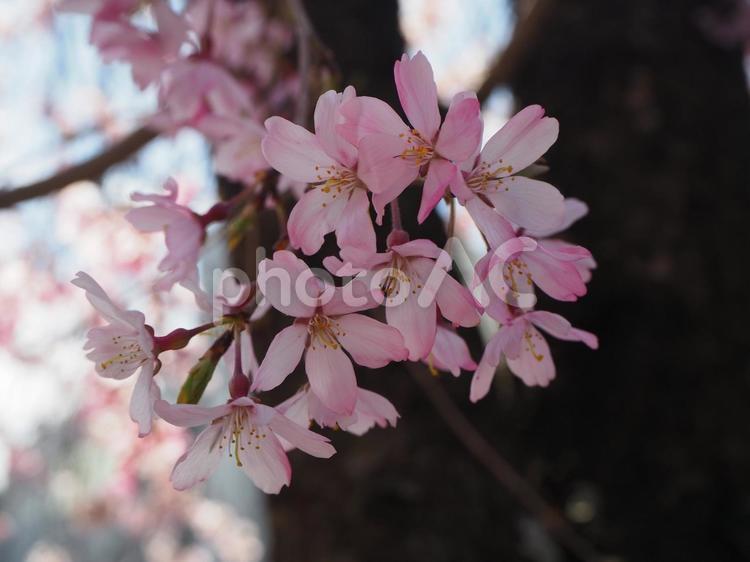 枝垂れ桜 桜,ピンク,春の写真素材