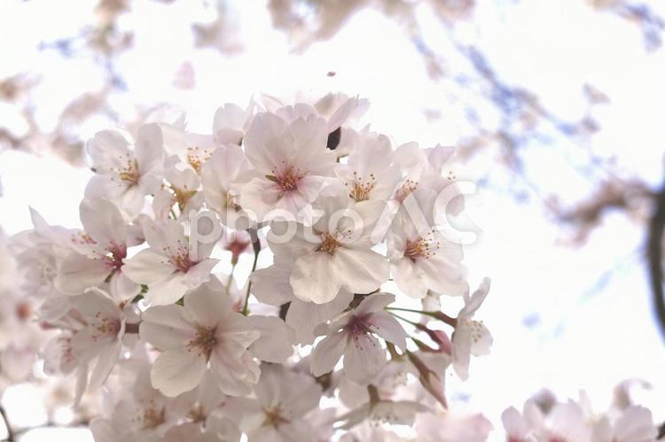 見頃を迎えたソメイヨシノ サクラ,桜,春の写真素材