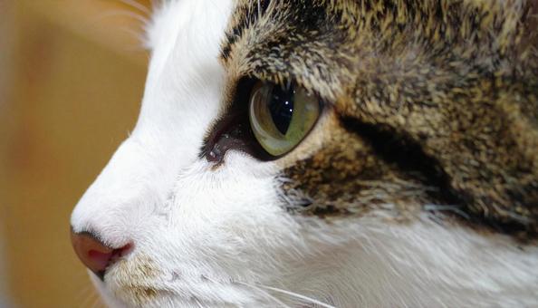猫の目のアップ 猫,猫の目,アップの写真素材