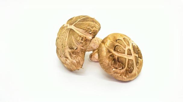 生しいたけの食材素材 生しいたけの食材素材 しいたけ,椎茸,きのこの写真素材