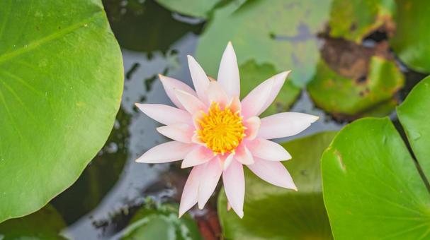 睡蓮 睡蓮,スイレン,自然の写真素材