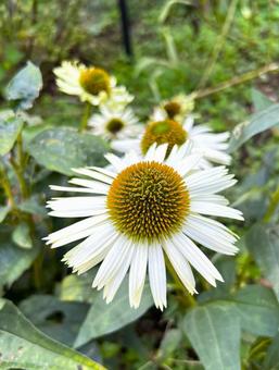 エキアセナの写真